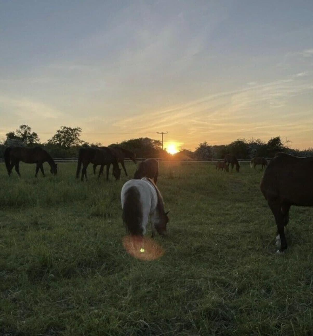 Pferdeherde auf der Weide im Gegenlicht der untergehenden Sonne