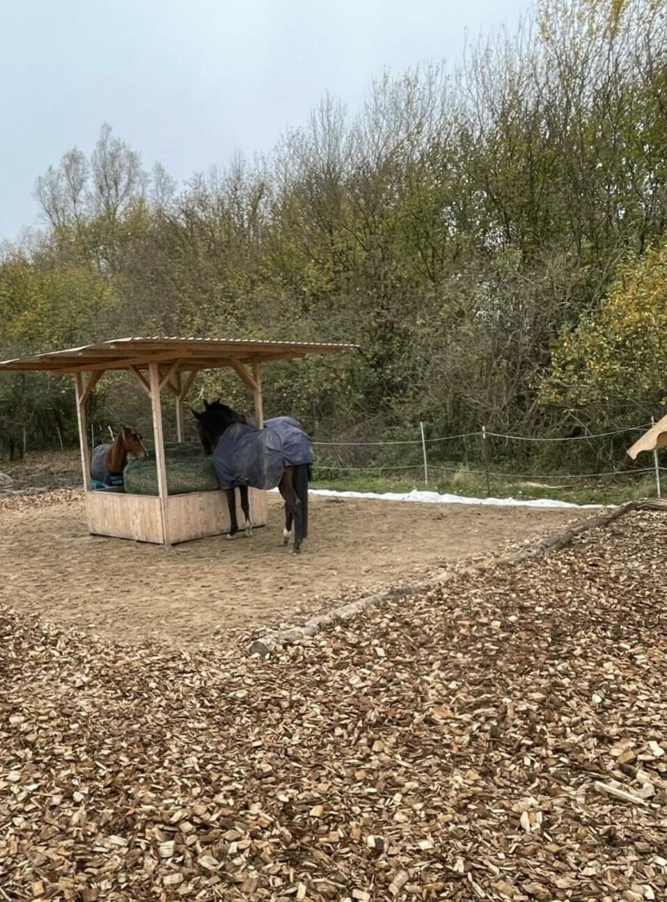 Pferd unter einem Unterstand auf einem Paddock mit Holzhackschnitzeln