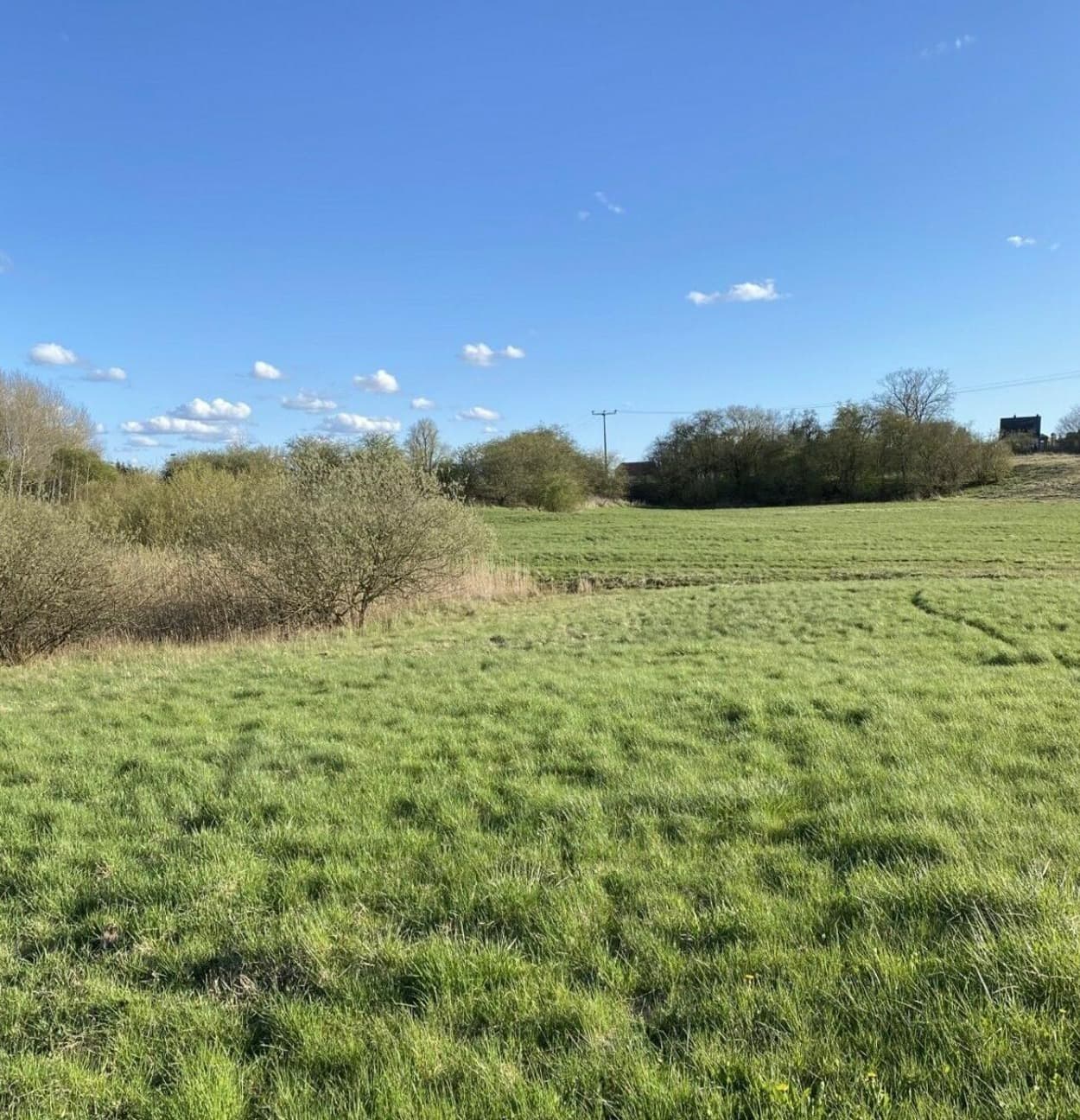 Große Wiese mit Waldabschnitt unter blauem Himmel