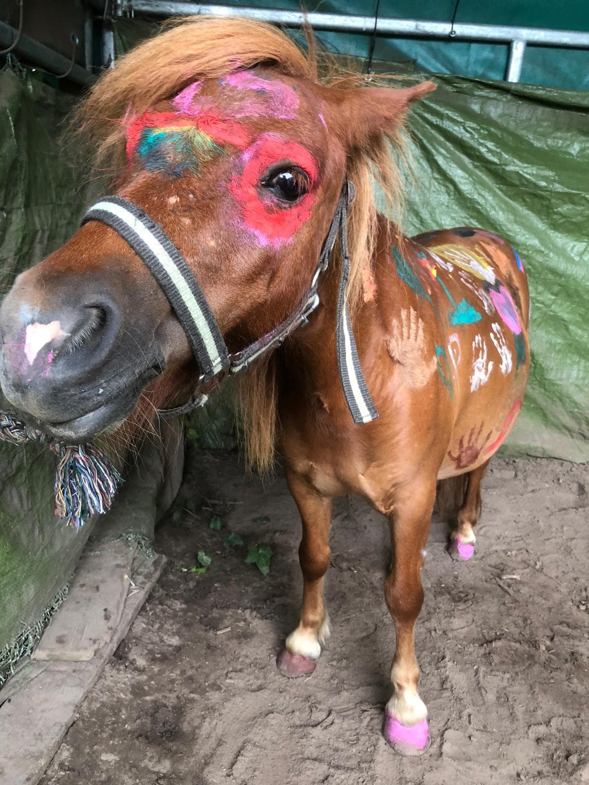 Pony mit bunter Fingerfarben-Bemalung an Kopf und Hals